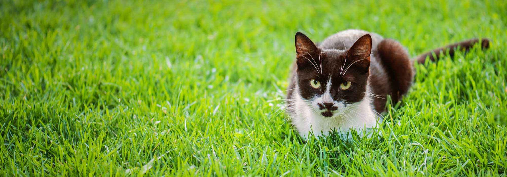 Katze auf einer Wiese