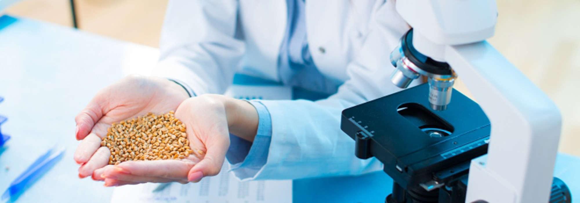 Hand mit Getreidekörnern und ein Mikroskop