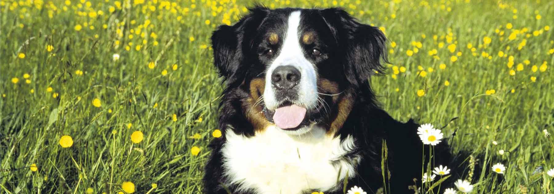 Hund auf einer Wiese